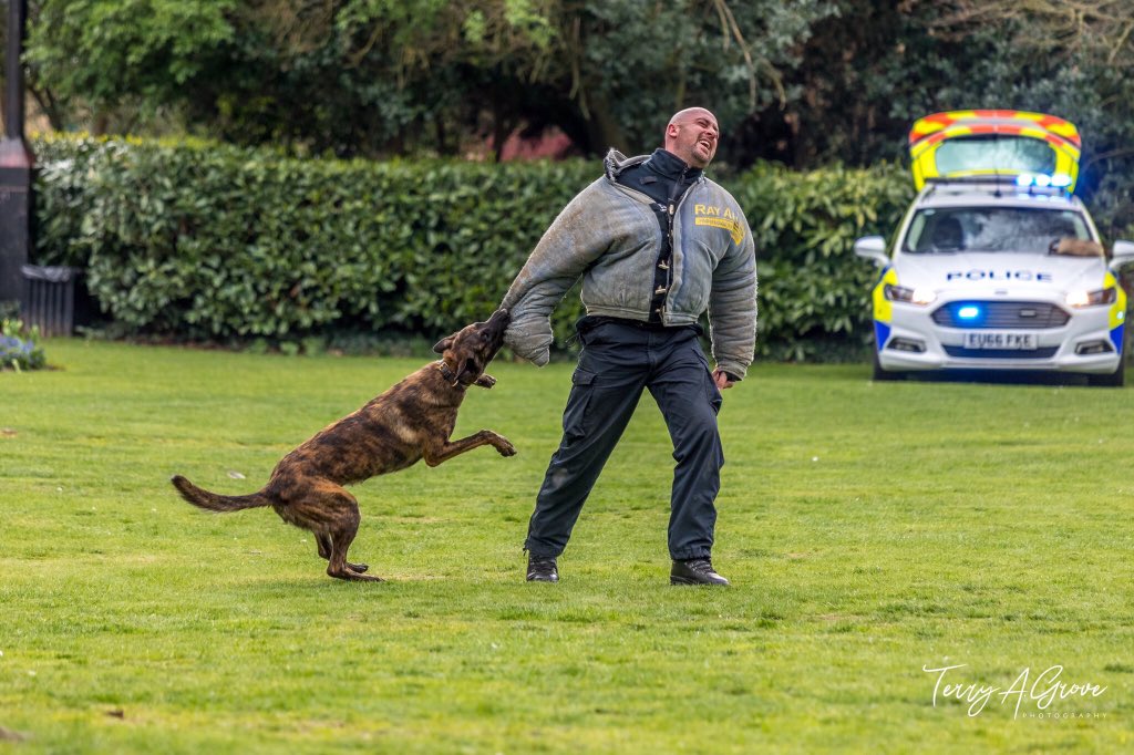 danoconnellsc's tweet photo. On duty tonight with @Teds_Taters and PD Astra. 

Best photo of the day from yesterday for me, taking a bite from #PDRex. 

Really enjoy this part of the role on the section. https://t.co/20703BXdNl
