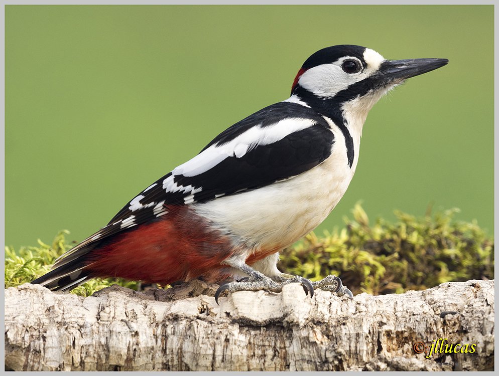 Pico picapinos
(Dendrocopos major)
