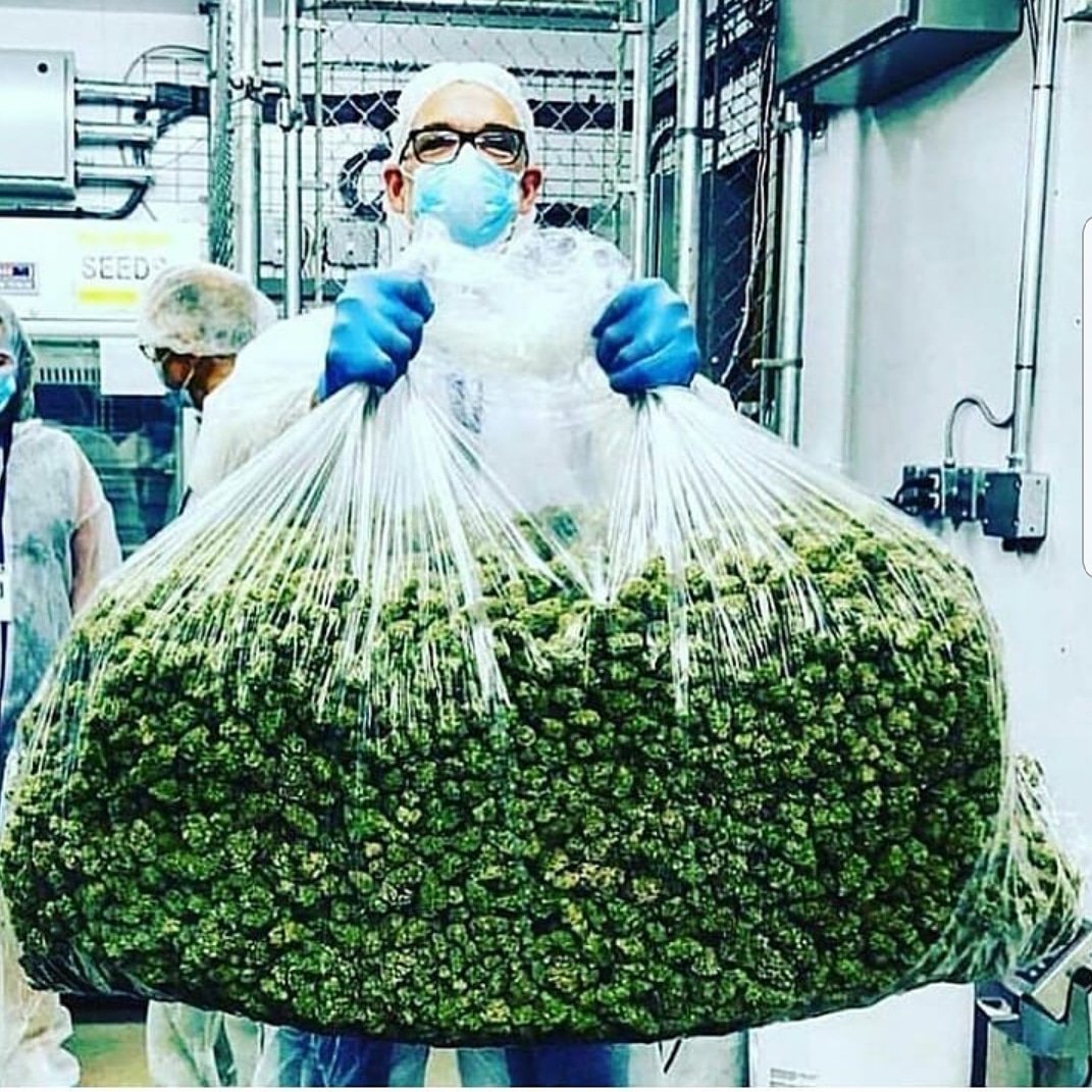 Tag your friends that will help with it😊 Follow <a href="/weedmafiaclub/">Weed Mafia Club™</a> 👍 #cannabis #marijuana #CannabisCommunity #cannabisculture #cannabisnews #weed #Cannabis #stayhigh #StayLifted #staystoney #420friendly #420blazeit #WakenBake #stonerfam #StonerNation #STONER #dank #blaze #bong