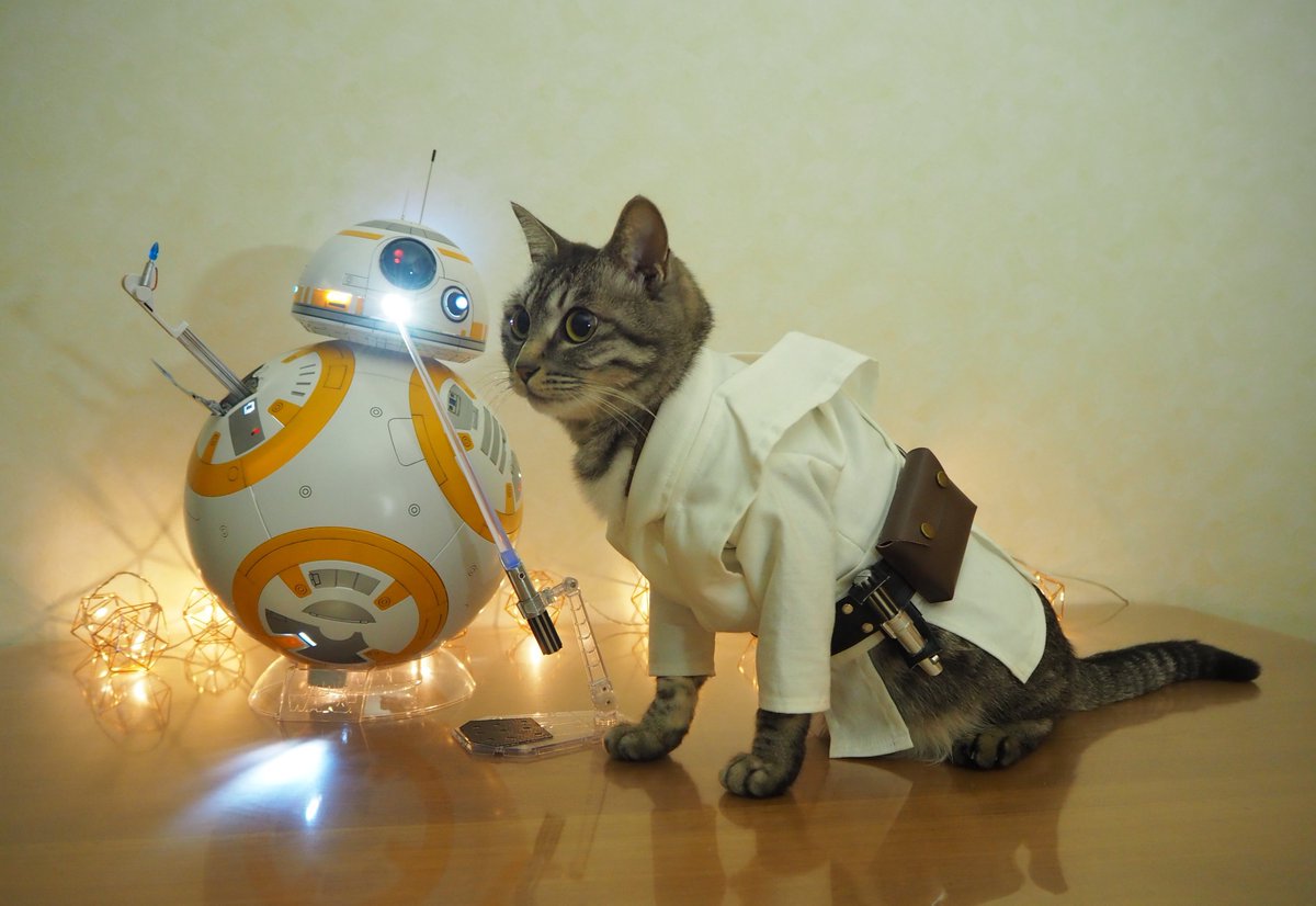 Cat Cosplay Most Of Our Star Wars Costume We Did Our First Year Of Crafting I Need To Remake Some Cat Cosplay Most Of Our Star Wars Costume We Did Our First Year Of Crafting I Need To Remake Some