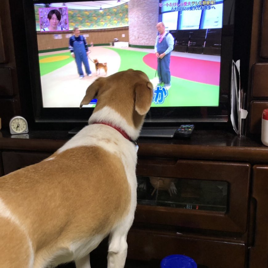 力工ルちゃん犬を飼う 実家の犬はテレビを見る犬なんですが 犬が出てくると嬉しくてテレビを舐める と昨夜報告がありましたのでお伝えする次第