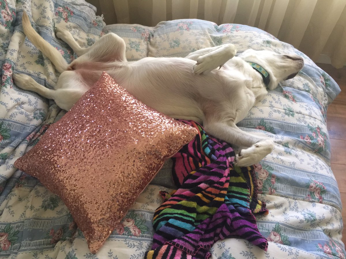 PuppyLabBailey's tweet photo. Loving this weekend mood!!  No cares!!!  #lifeisgood #AdoptDontShop #labrescue @LabRescueLRCP https://t.co/6VGxiCNUbp