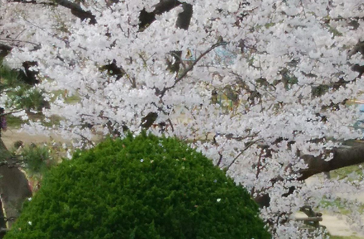 面影草 面影草