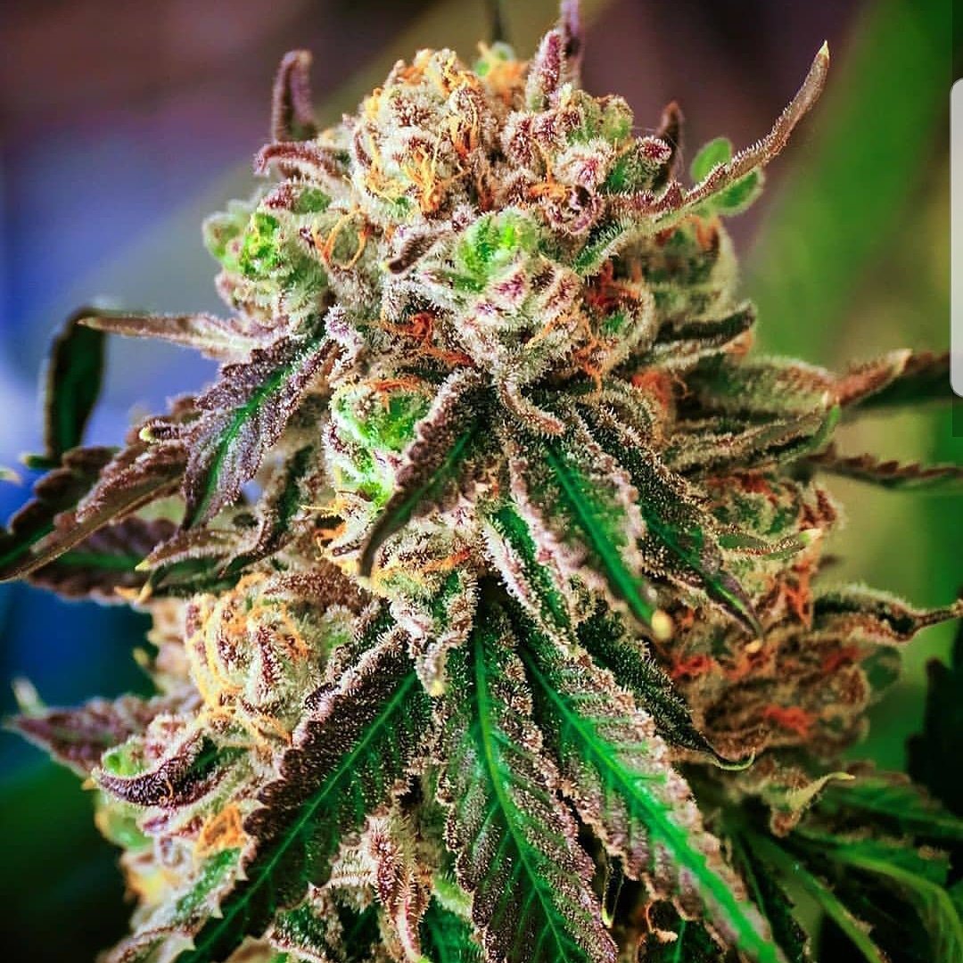 Nice 😊 Follow <a href="/weedmafiaclub/">Weed Mafia Club™</a> 👍 #cannabis #marijuana #CannabisCommunity #cannabisculture #cannabisnews #weed #Cannabis #stayhigh #StayLifted #staystoney #420friendly #420blazeit #WakenBake #stonerfam #StonerNation #STONER #dank #blaze #bong #stoners #shatter #highlife #stoned