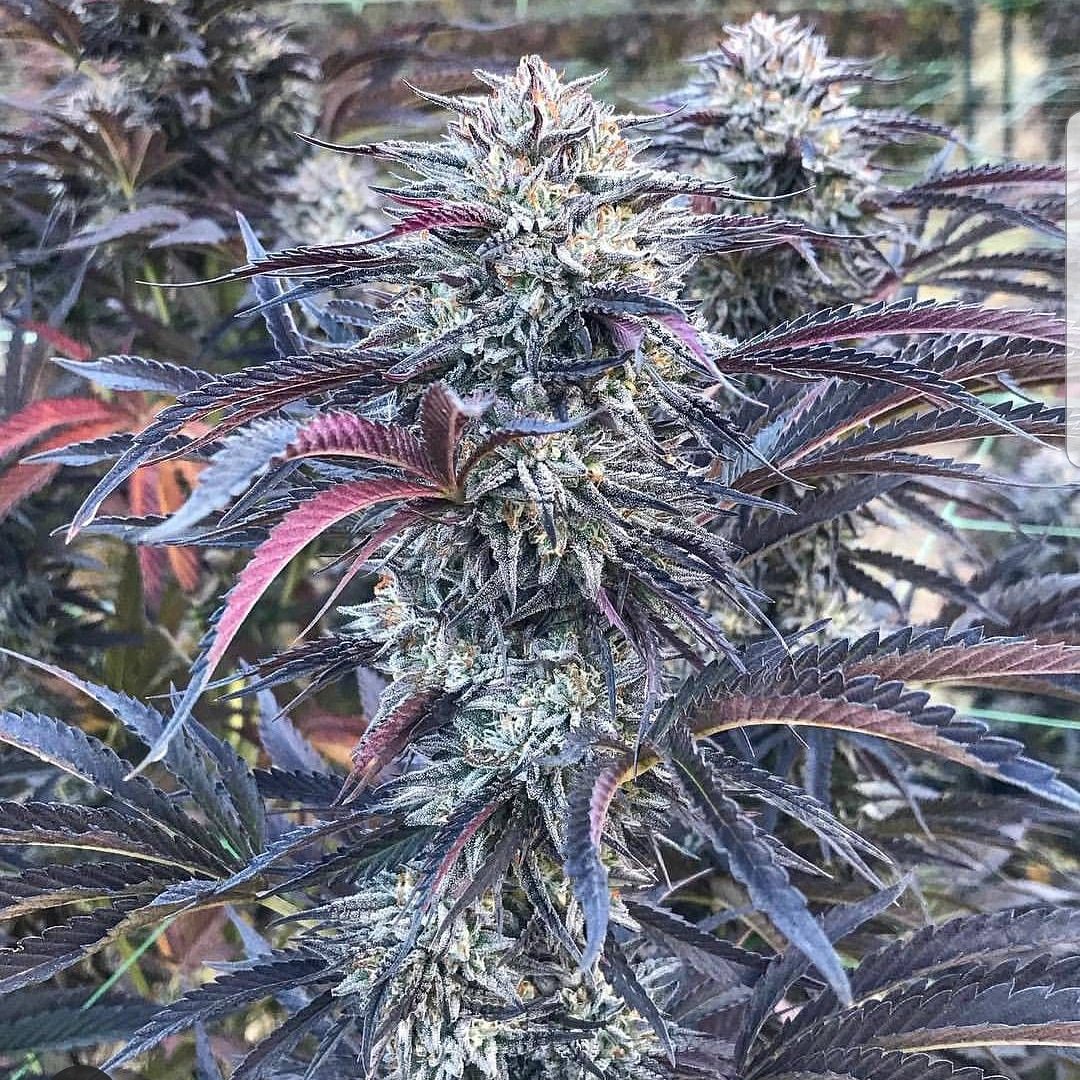 Nice 😊 Follow <a href="/weedmafiaclub/">Weed Mafia Club™</a> 👍 #cannabis #marijuana #CannabisCommunity #cannabisculture #cannabisnews #weed #Cannabis #stayhigh #StayLifted #staystoney #420friendly #420blazeit #WakenBake #stonerfam #StonerNation #STONER #dank #blaze #bong #stoners #shatter #highlife #stoned