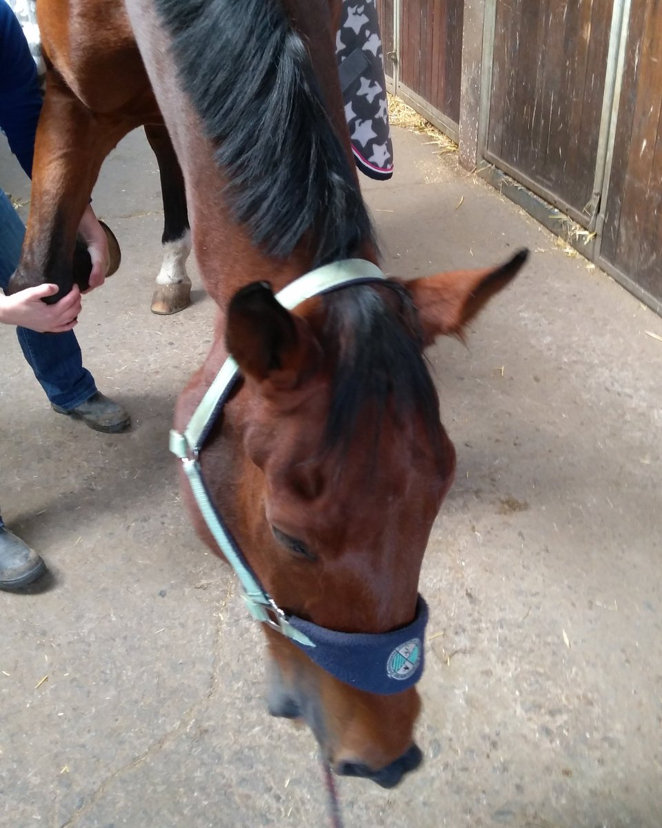 kleinerquasi's tweet photo. Kennt ihr das? Da seid ihr ganz konzentriert bei der #Physiotherapie und dann kommt da so ein #Paparazzo... 🙄 #QuasiSuperstar #veryimportantpony #vip https://t.co/UJ8UpeEXCn