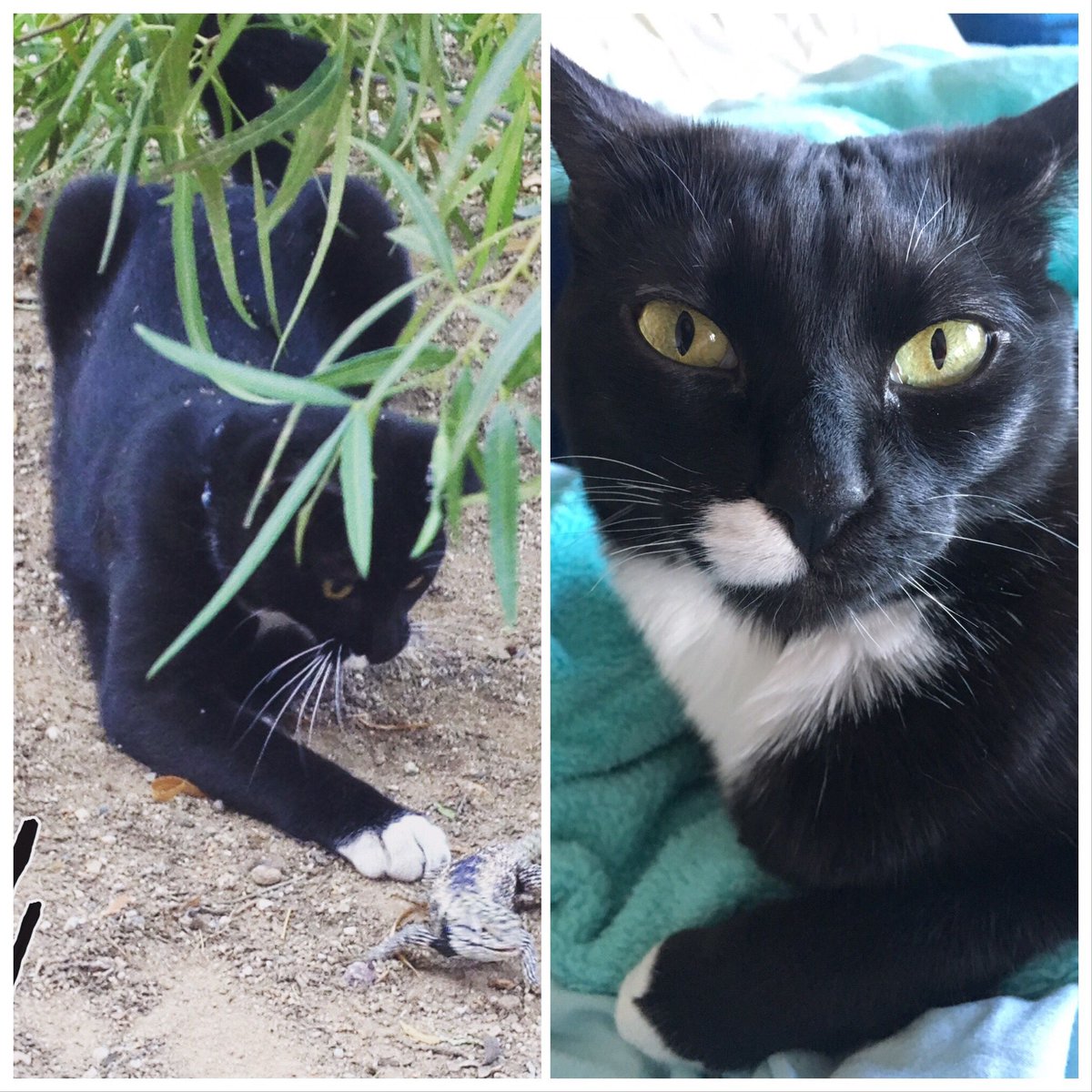 WednesdayAndNik's tweet photo. Hereβs my #glowup pic - 2015 to now! ~Wednesday #CatVsLizard #Arizona #SaturdayThoughts #SaturdayMotivation #CatsOfTwitter #CatsOfInstagram #PanfurSquad #WednesdayAndNikolai #blackcatsrock #BlackCat #Panfur #Tuxie #tuxedocat #BlackCats #CatsOnTwitter #catpaws #CatsHunting #catpaw https://t.co/hnnKv9mRPc