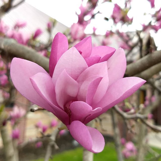 alexaclark's tweet photo. Spring is headed North. Proof from West Virginia.
.
.
.
#magnolia #flower #pink #signsofspring #nofilter #authenticlife #liveoutdoors @motorolaca #viewfromhere #flowersofinstagram #bloom #flowers #flowerstagram #nature #calming
#Flowers #springflow… https://t.co/naws083Zo1 https://t.co/bYs3fZBg5t