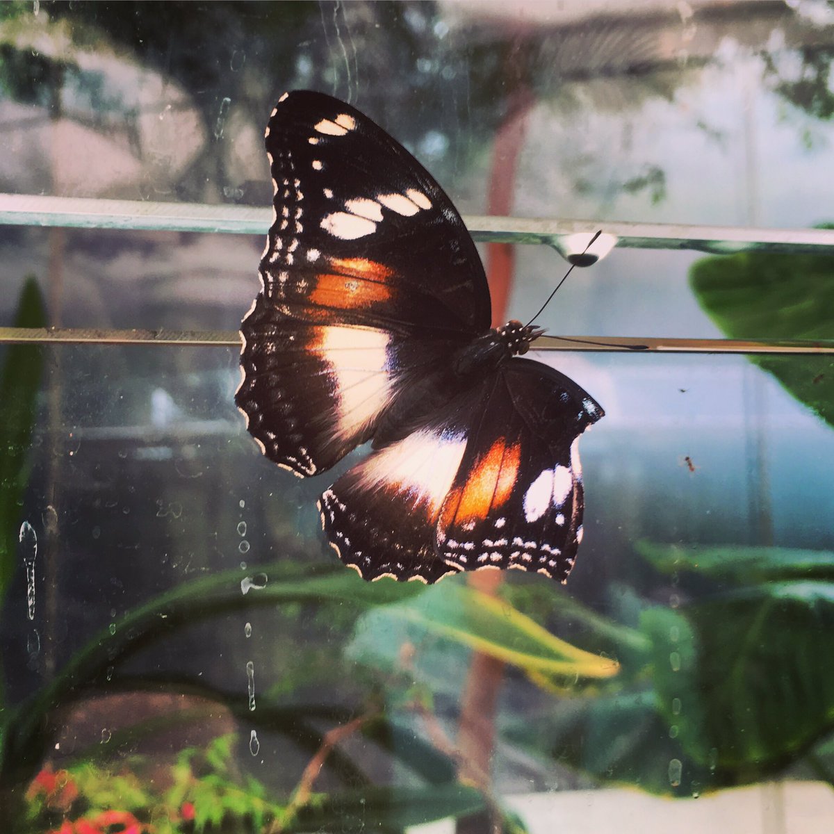 KMAllan_writer's tweet photo. My mini vacation is almost at an end and I’ll be heading home in a few days to get back into book 2 edits. Where was the last place you went on holiday?
....
#writerslife
#sundayfunday #writeronvacation #sydney #minivaycay https://t.co/kMXtlv5tez