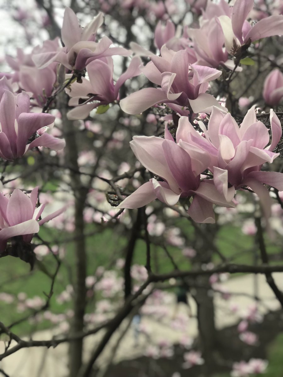 IssaDiSciullo's tweet photo. #DUCOMASD2019 is in the books. What a great day @DrexelMedicine with our Accepted Students at our beautiful Queen Lane campus! https://t.co/wWJWxY01JP
