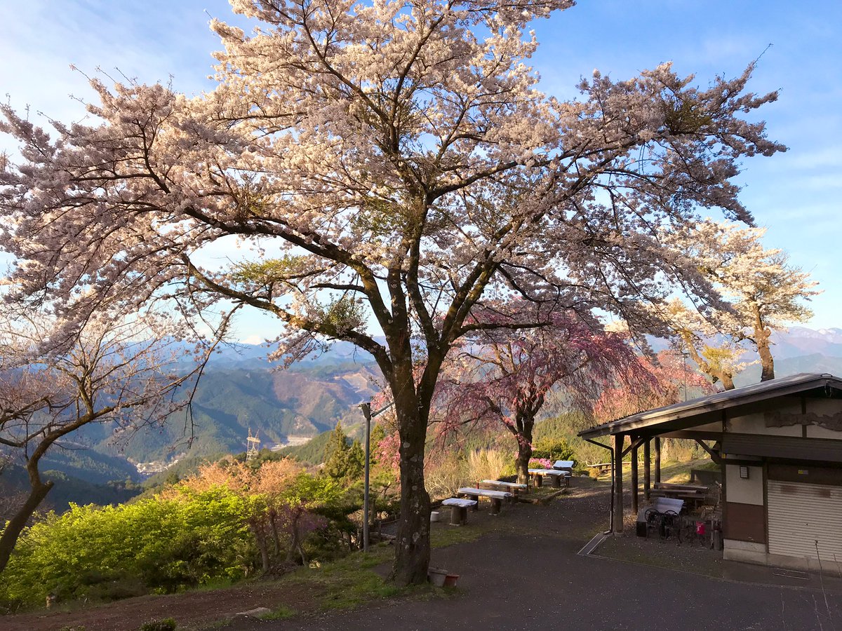 2019/4/14 アドレス125-奥武蔵グリーンライン・飯能吾野の八徳の1本桜ツーリング