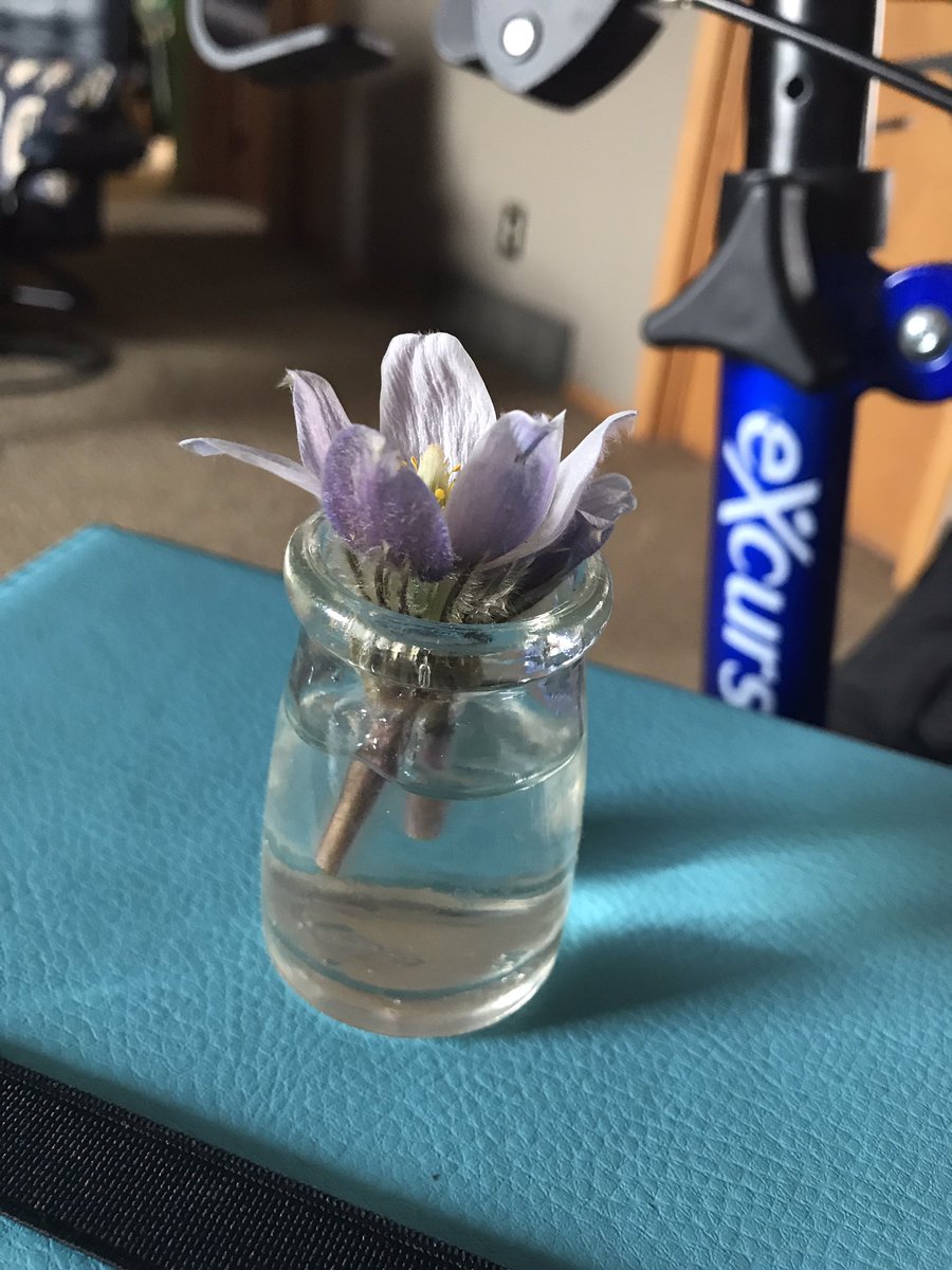 TedAndrew1's tweet photo. A sign of the season. #crocus #flowers #SpringHasSprung #Prairie https://t.co/JacH0Rlige