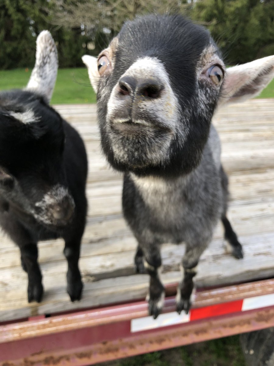 gingerrharriss's tweet photo. Leroy &amp; Lola💛🐐 https://t.co/B30SLClWyo