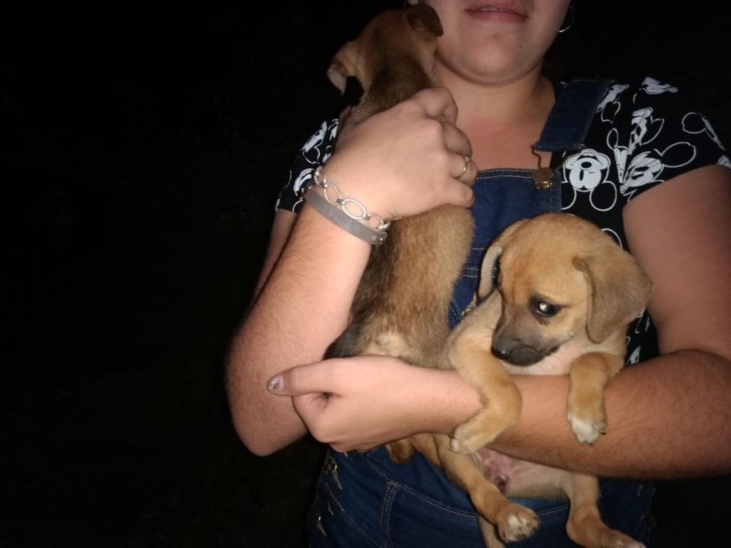 barbarwer's tweet image. gente, sou de Blumenau e a minha vizinha tem 15 cachorros que eram do marido dela, ele foi embora e deixou todos abandonados na rua, a mulher não alimenta e nem da água agora nasceram 6 filhotes e eu queria muito achar um lar para eles. se puderem ajudar 🥺🐶