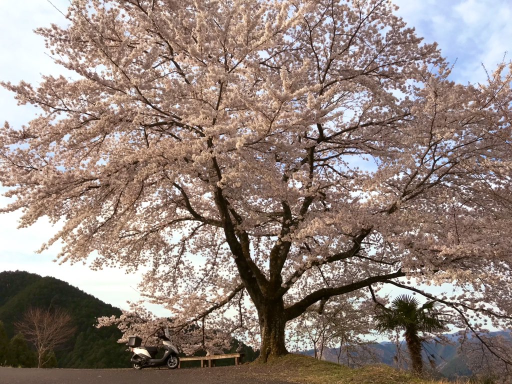 2019/4/14 アドレス125-奥武蔵グリーンライン・飯能吾野の八徳の1本桜ツーリング