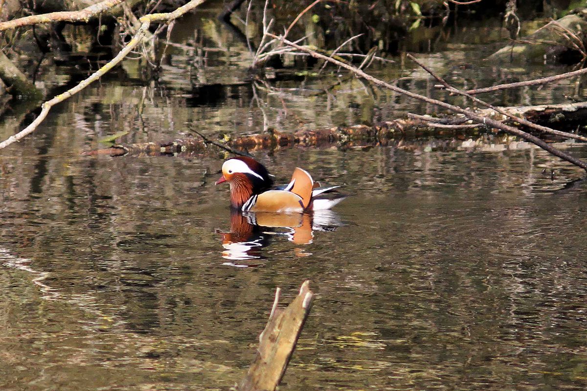 RT @MrSteveyJames: A male Mandarin Duck on the overflow area, Tansley road (Chapel Bay end), #OgstonReservoir, #Derbyshire on Monday afternoon, @DerbysWildlife @NatureUK @Natures_Voice @Britnatureguide @iNatureUK @wildlife_birds