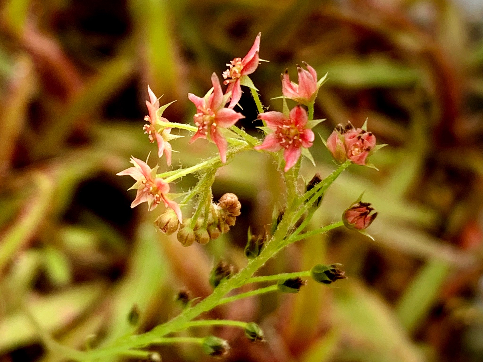 Cloudsailor 星羅の一日一花 モウセンゴケ 毛氈苔 の花 葉にある粘毛から粘液を分泌して虫を捕獲する食虫植物 コケではなく種子植物 モウセンゴケ科モウセンゴケ属 北海道から九州まで湿地帯に自生 北半球の高山 寒地に広く分布 Round Leaved Cloudsailor 星羅の一日一花 モウセンゴケ 毛氈苔 の花 葉にある粘毛から粘液を分泌して虫を捕獲する食虫植物 コケではなく種子植物 モウセンゴケ科モウセンゴケ属 北海道から九州まで湿地帯に自生 北半球の高山 寒地に広く分布 Round Leaved
