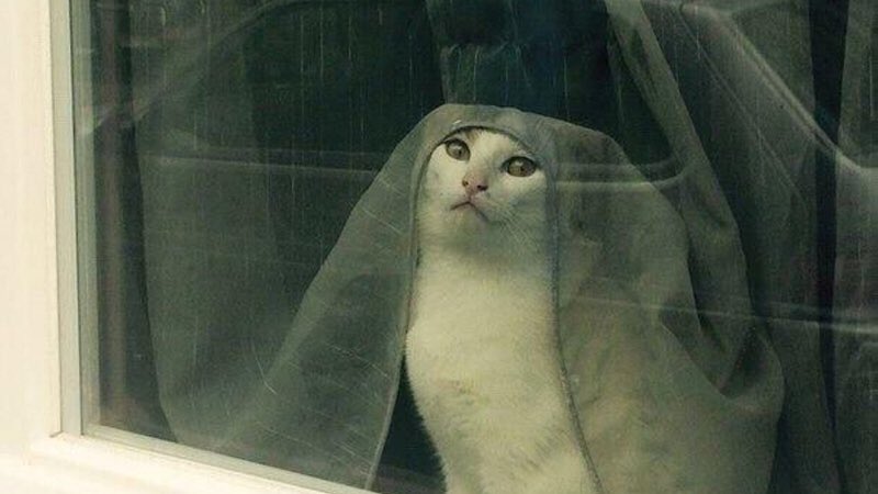 TELL CERSEI. I WANT HER TO KNOW IT WAS ME.