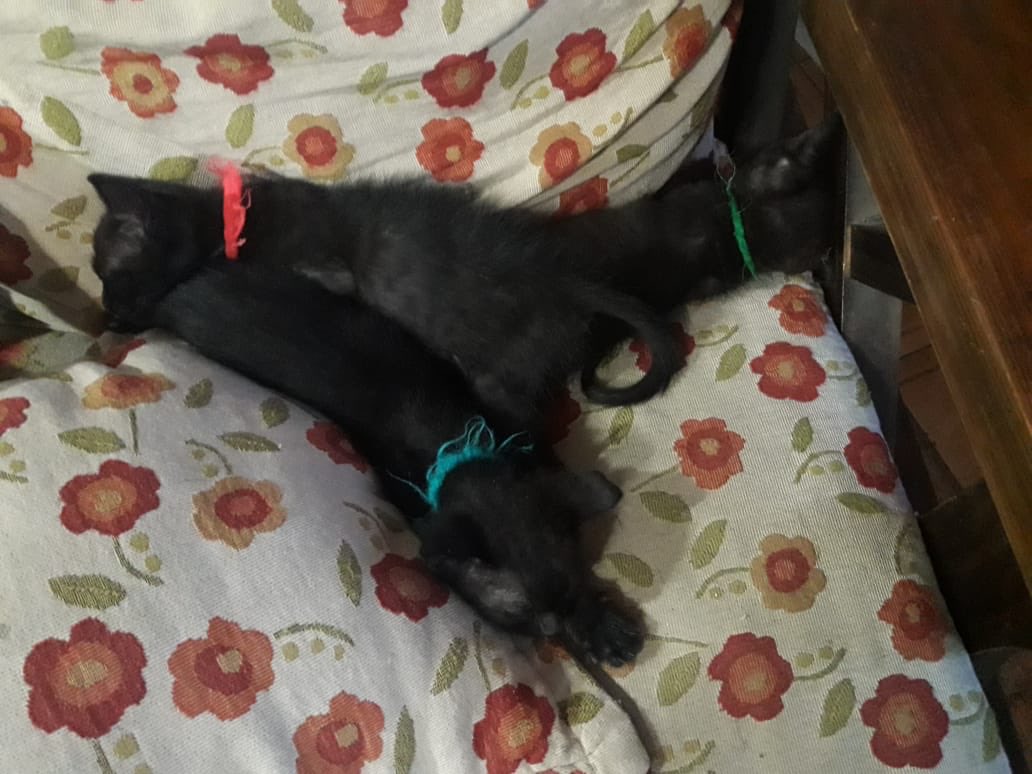 ojosdecielo09's tweet photo. Se dan en adopción responsable! Los dejaron en la basura y nadie los quiere porque son negritos. Los tengo yo y no los puedo tener.
Agradezco RT @MalenaStein @flandivar @lizytagliani @nikitaneumann https://t.co/VFFCHevoZZ