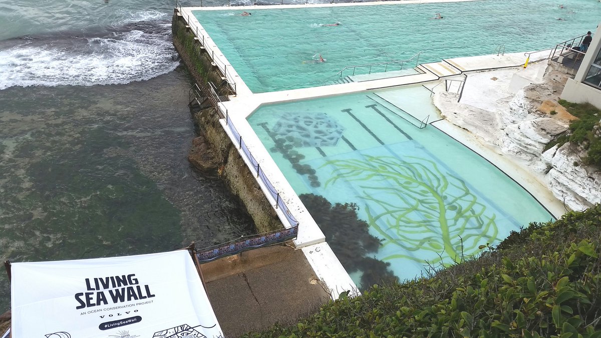 It's the last day of the @OceanloversFest at @bondiicebergs so come on down to see the @LivingSeawalls and @crayweedcrew live in the pool! @SydneyMarine @unswbees @MQBiology #Bondi #LivingSeawall #MarineRestoration