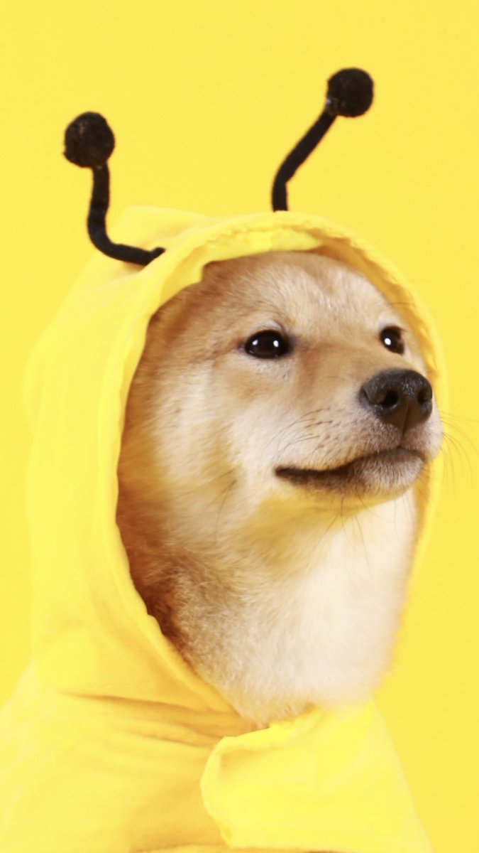 If you see this image while scrolling, you have been visited by the ShiBEE of love and friendship. Retweet and he will appear in your room tonight to pollinate.