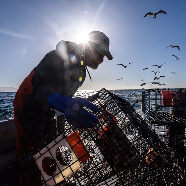 fishy_pictures's tweet photo. Mike makes ready to snap another rock crab trap onto the string in Santa Barbara Channel #cangrejo #rockcrab #santabarbara #commercialfishing #knowyourfisherman #fishinglife #storiedfish #wildharvest #wildcaught #work #freshseafood #dayattheoffice #crabbing #seafood #seafood… https://t.co/nfx55n2bhG