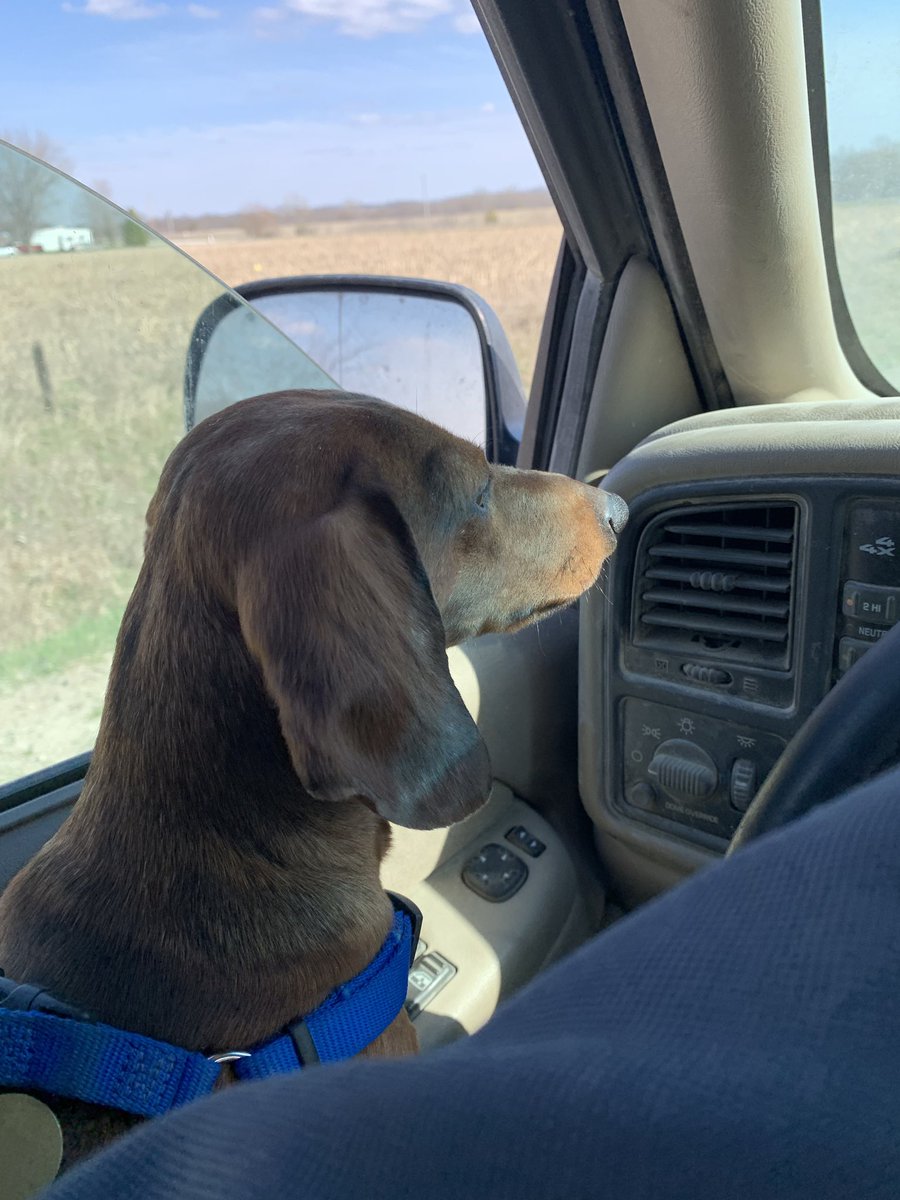 My copilot, hauling hay.... So glade spring is finally here!!