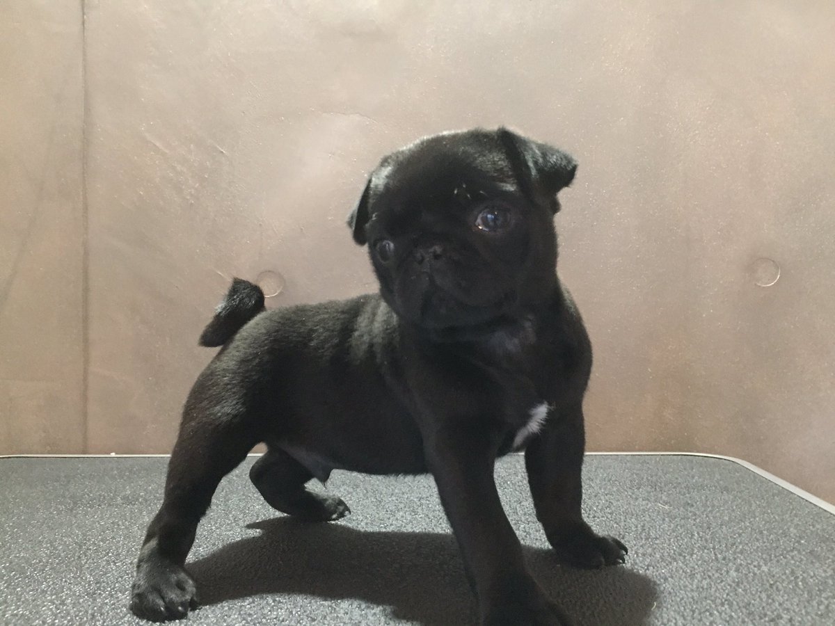 D Garage Black Pug Boy 黒パグ パグブリーダー パグ犬舎 パグファン