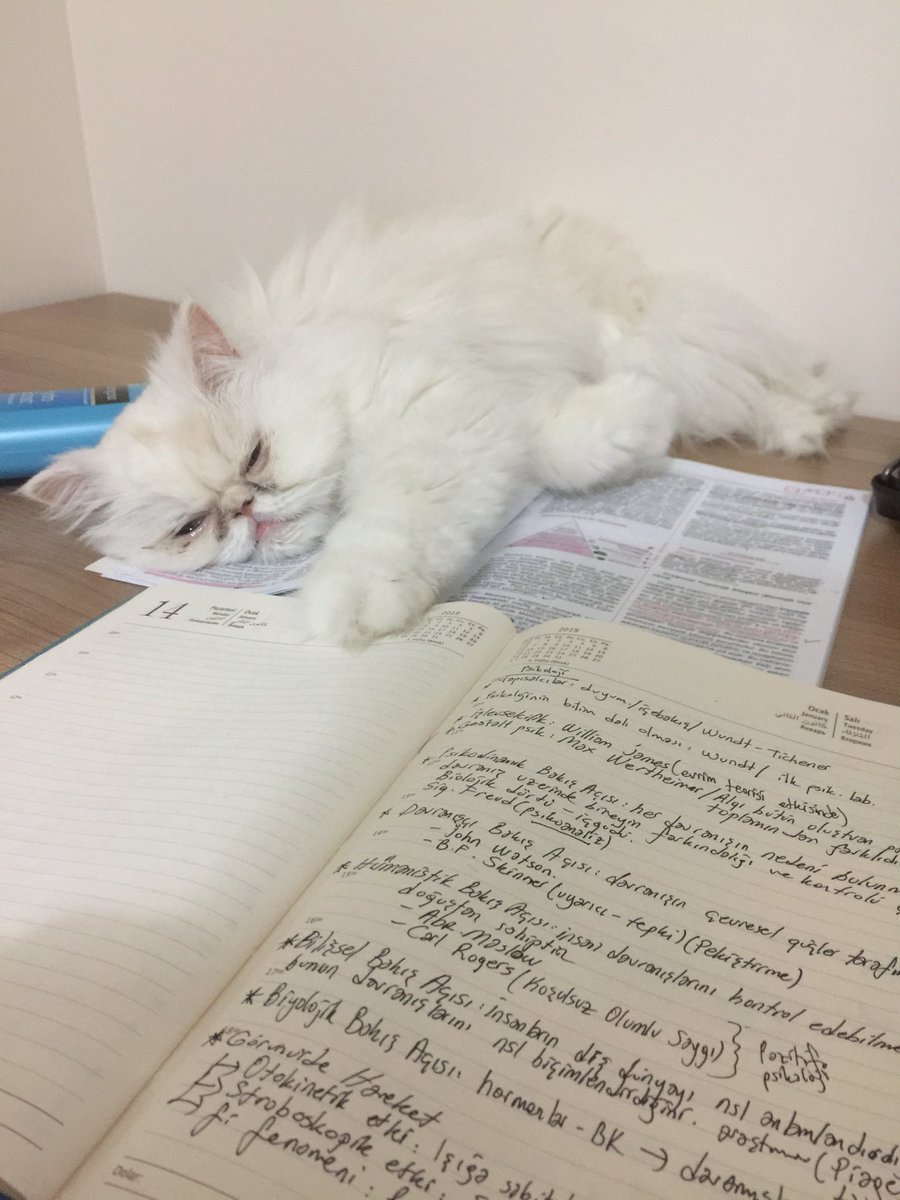 #survivorGR #Beşiktaş #beyazfutbolkeyfim #BazenDiyorumKi##ArtıkYeter