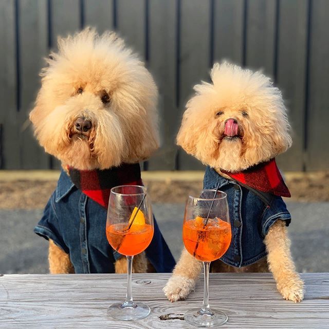 doodlesofnyc's tweet photo. Every hour should be yappy hour 🥂
.
.
.
.
#sclpupstater #pupstate #catskills #upstateny #ilovenewyork #iloveny #dogfriendly #hotellife #yappyhour #happyhour #weekendvibes #mountains #hikingwithdogs #adventureswithdogs #doodlesofinstagram #goldendoodl… https://t.co/biVJsin4sB https://t.co/01GiNf0Tld