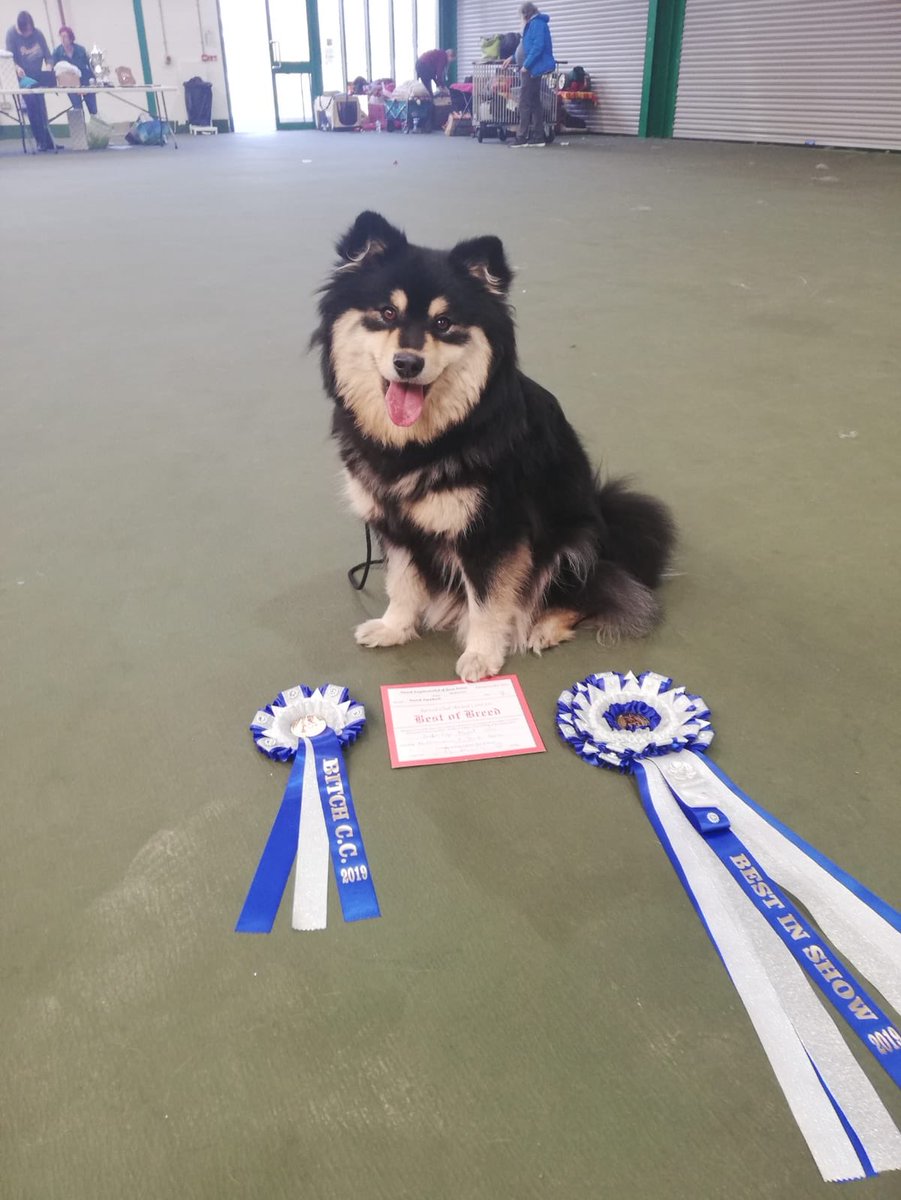 First ever best in show today at #finnishlapphund club show. #supercute #sweet #dogsofinstagram #DogsofTwitter