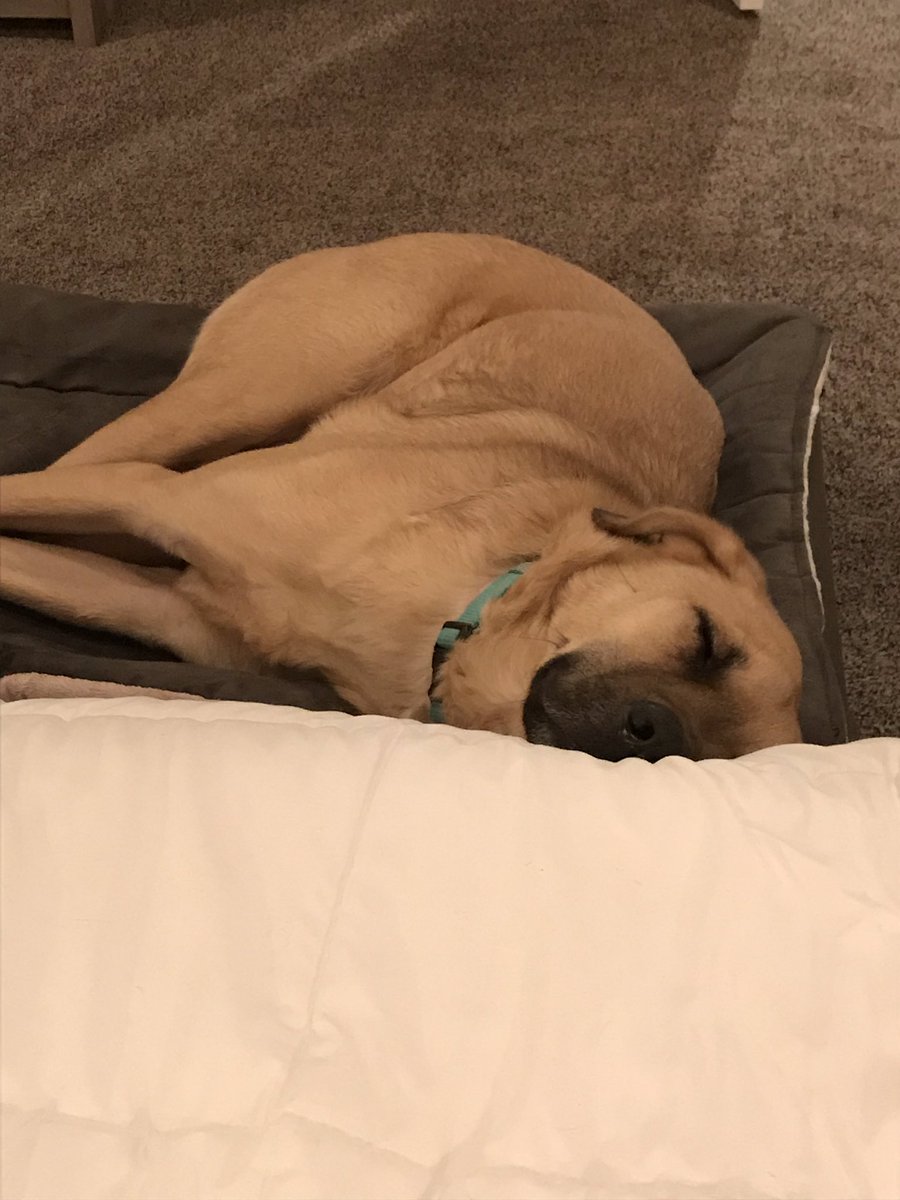 SimbaDoggyDad's tweet photo. #sleepydog #doglife #mydog #sheprador #dogtired #dog #followmydog #rescuedog https://t.co/bBKKcqqoan