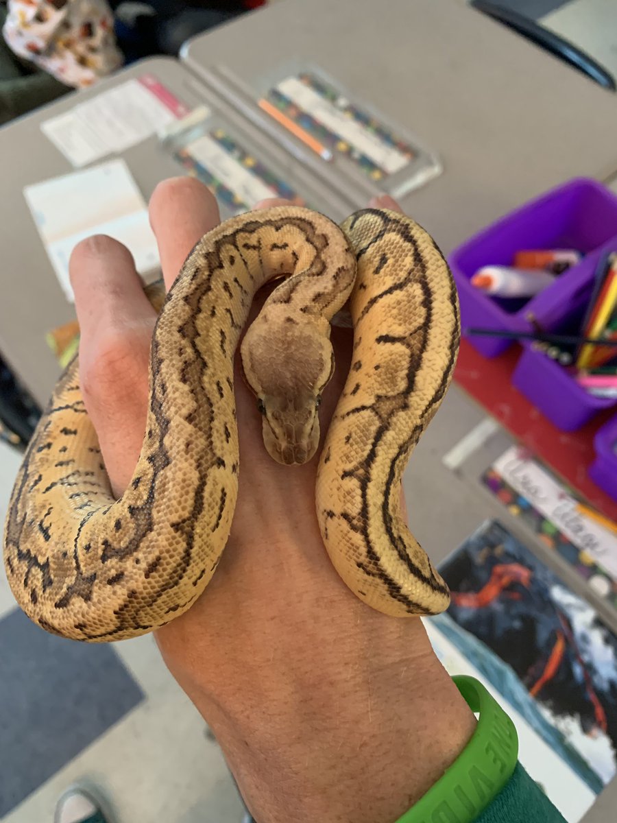 NataliMerrick's tweet image. @olszanski3 brought rats and snakes to teach inherited and learned traits. Students were very engaged. Very fascinating and educational. @SpringBranchEl @isdscience #isdstrong #isd3rdgrade #GoingBeyond