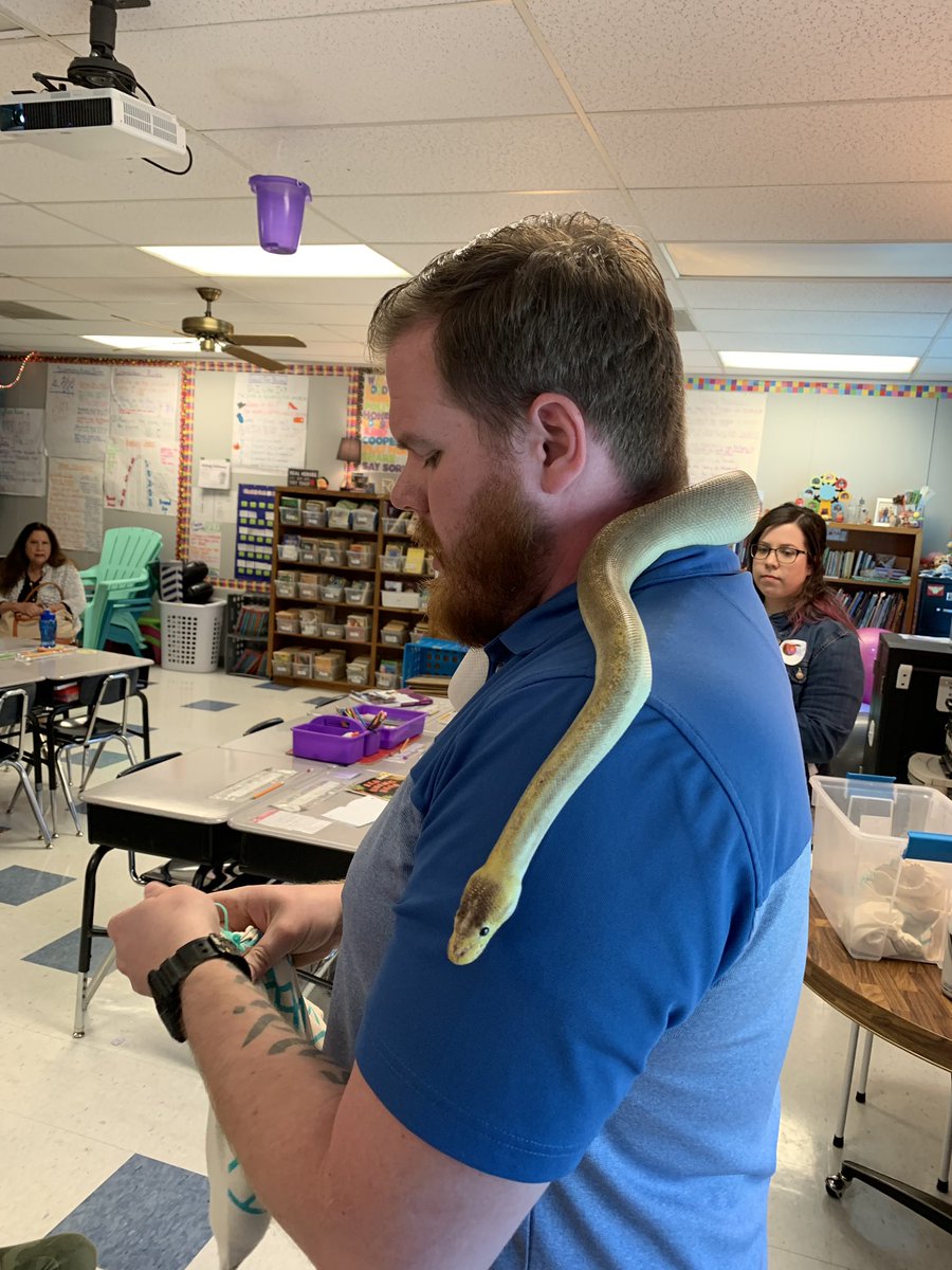 NataliMerrick's tweet image. @olszanski3 brought rats and snakes to teach inherited and learned traits. Students were very engaged. Very fascinating and educational. @SpringBranchEl @isdscience #isdstrong #isd3rdgrade #GoingBeyond