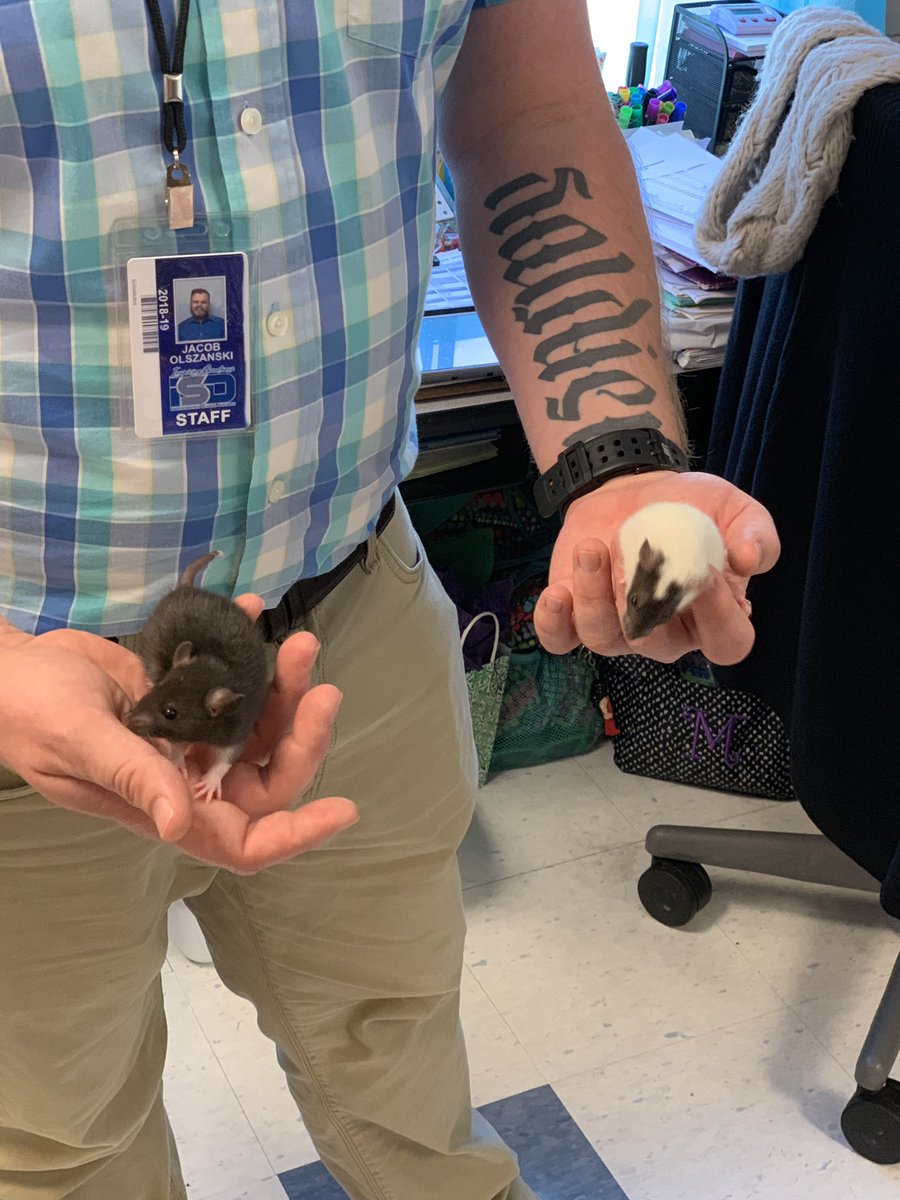NataliMerrick's tweet image. @olszanski3 brought rats and snakes to teach inherited and learned traits. Students were very engaged. Very fascinating and educational. @SpringBranchEl @isdscience #isdstrong #isd3rdgrade #GoingBeyond