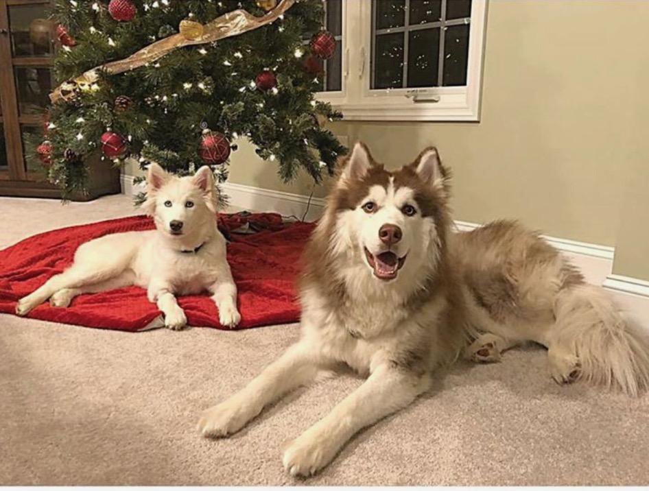 LondonderryNH's tweet photo. Missing Dog ALERT!

At 7:30 Saturday night the Husky on the right ran off and the owner can not find him.  Name is Juno was last seen by 88 Adams Road.

If spotted call Joel at 857 636-1842 https://t.co/T6rIs2PJEY