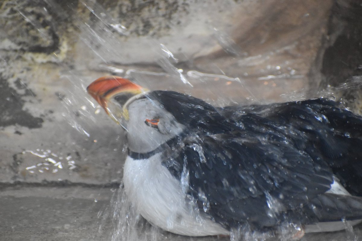 那須どうぶつ王国にいる #パフィン が、ちょっと困った顔してるけど