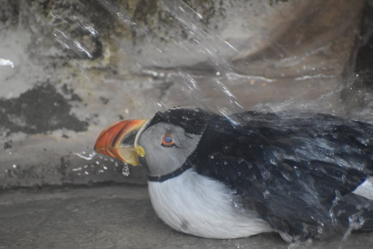 那須どうぶつ王国にいる #パフィン が、ちょっと困った顔してるけど