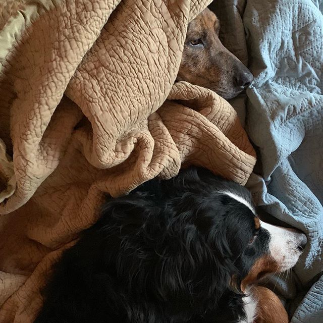 WaggingWaffle's tweet photo. Snuggling with my hound dog #WaffleWatch #BerneseMountainDog #dogs_of_instagram #dogsofinstaworld #berner #BMD #CuteDog #MountainDog #SwissDog #cute #dogsofinstagram #bigdog #bernese #plotthound #hound #brindle #hounddog https://t.co/1jZ8WzQUGj https://t.co/Id49Ds56zr