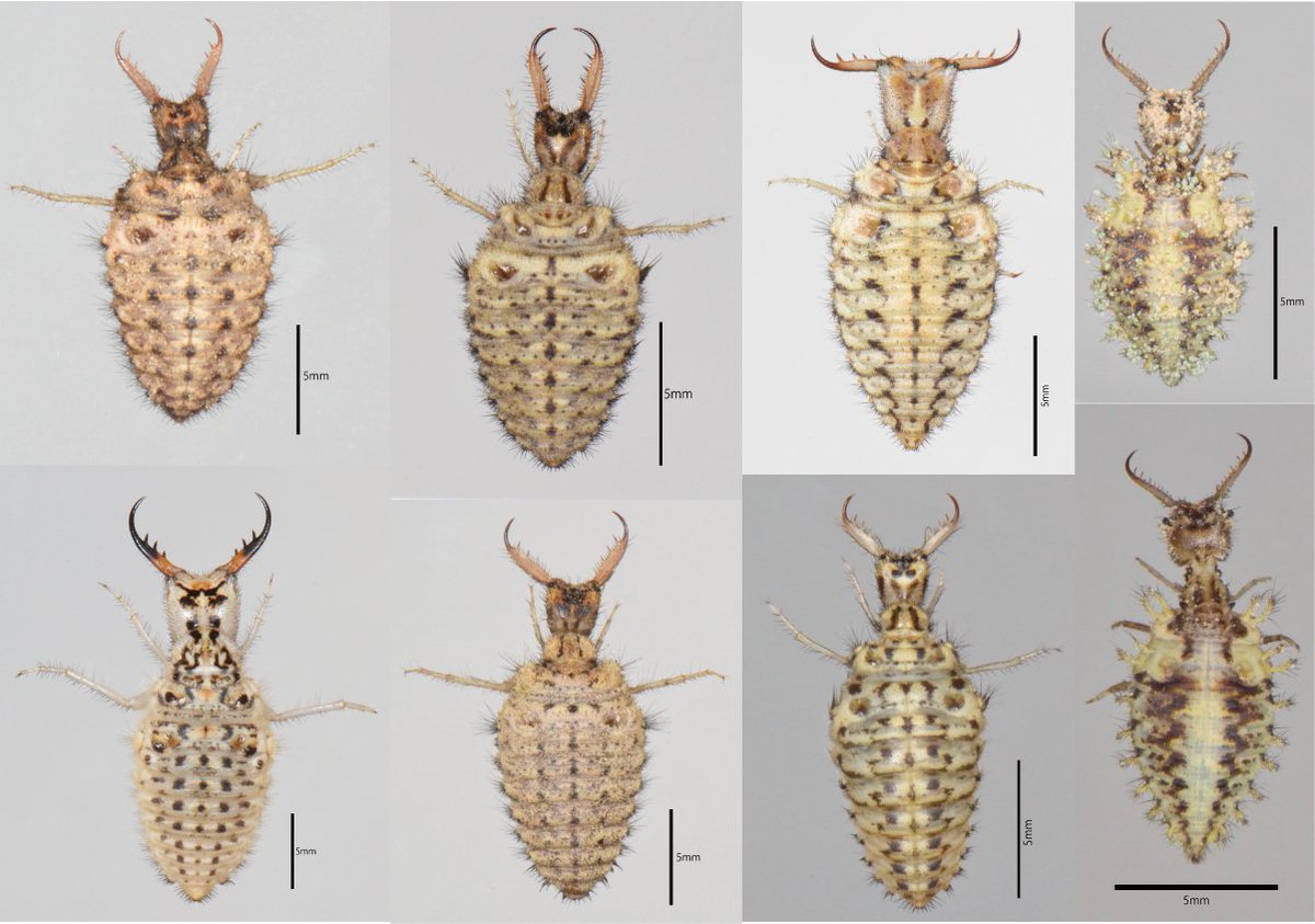 動物画像無料 ぜいたくかっこいい カマキリ モドキ 動物画像無料 ぜいたくかっこいい カマキリ モドキ