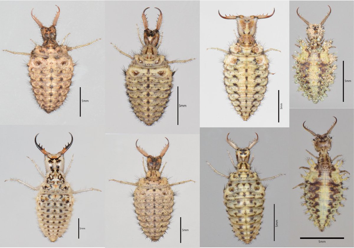 動物画像無料 ぜいたくかっこいい カマキリ モドキ