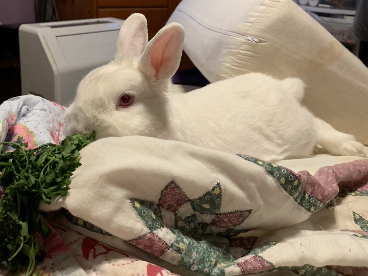 After a fun day in Winston, the bun is enjoying a quiet family evening at home with movies, pillows, and parsley. #HouseRabbit #MissyBun #sweetbunny#bunontherun #parsley #rabbit #bunny