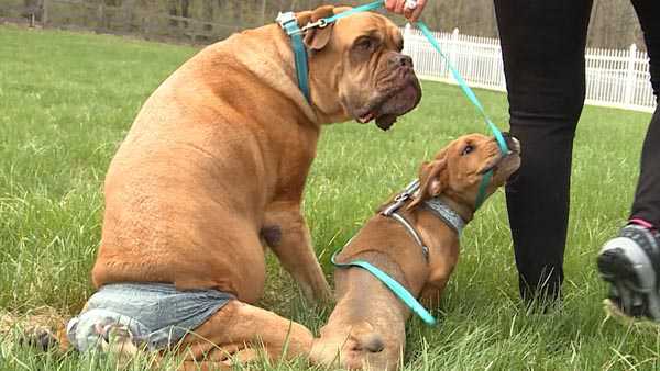 WXII's tweet photo. Two-legged pup named Trooper adopted by family with other dogs just like him https://t.co/mWTfjpAHQk https://t.co/UJFyBDIcPE