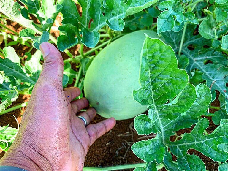ValleyGuam's tweet photo. In 3-4 weeks, the #ValleyoftheLatte could potentially harvest roughly 60,000 lbs. of #delicious & #fresh #watermelon 🍉! #sustainable #旅行 #agriculture #リゾート #夏 #farmtotableguam #ツアー #ビーチ #パラダイス #グアム #島 #天気 #guamtrip #visitguam #farmtotable https://t.co/D3iiRBdg6y