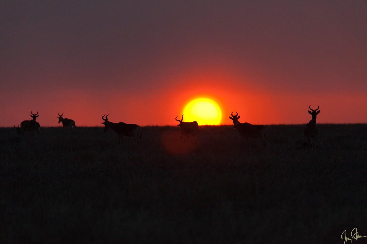 NatureExposed's tweet photo. A classic African sunset. Can you tell what animal is on the horizon?

#africa #africawildlife #wildlife #wildlifeplanet #ourplanet #fun #funnyanimals #natureexposed 
#neverstopexploring #rei1440project #travelstoke #earthofficial #natureaddict #awesomeearth es https://t.co/j3fDWjFOjU