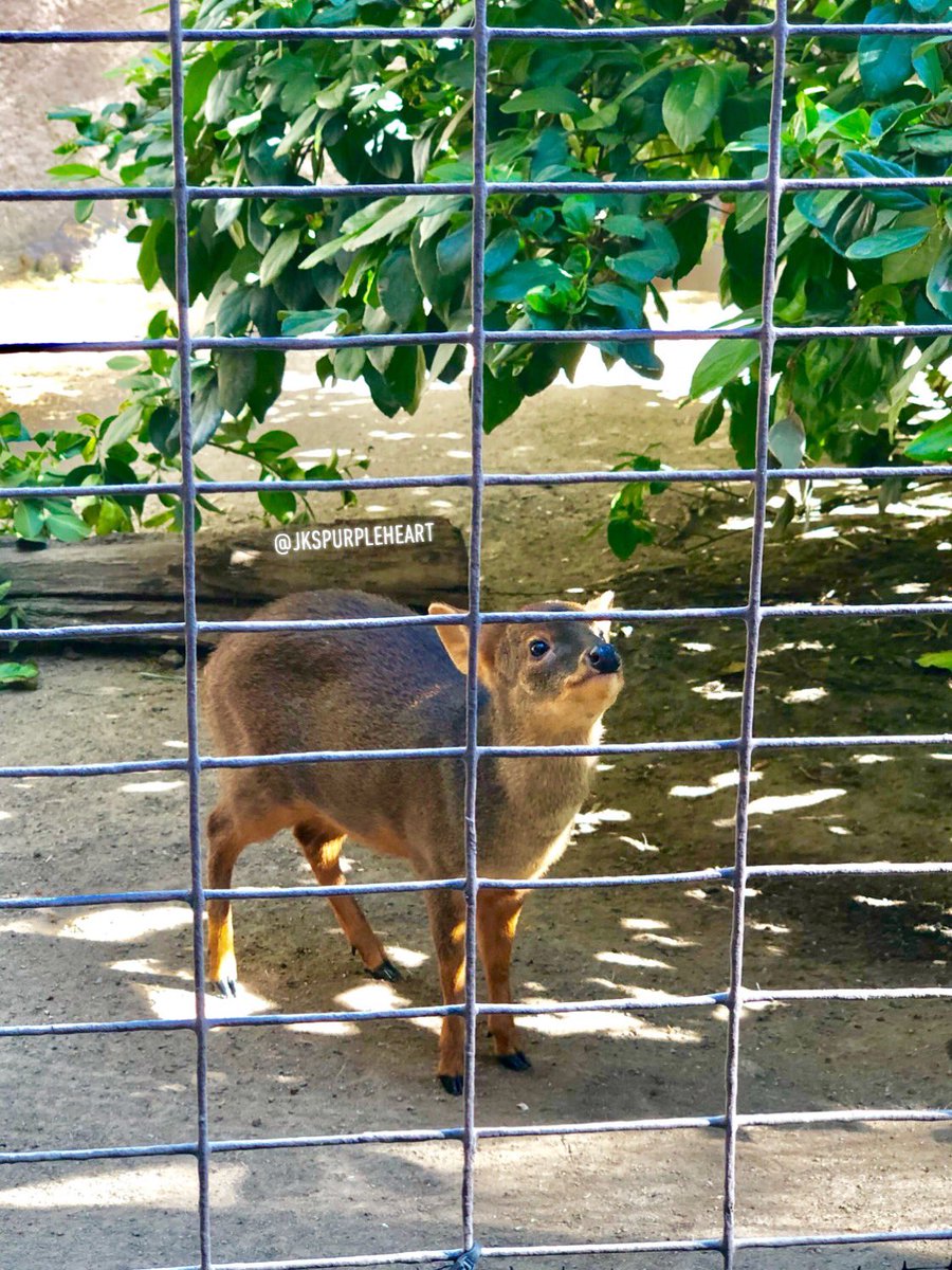 namjuuI's tweet photo. soo i saw baby haechan at the la zoo today (๑˃̵ᴗ˂̵) https://t.co/RkneZ3Ssk9