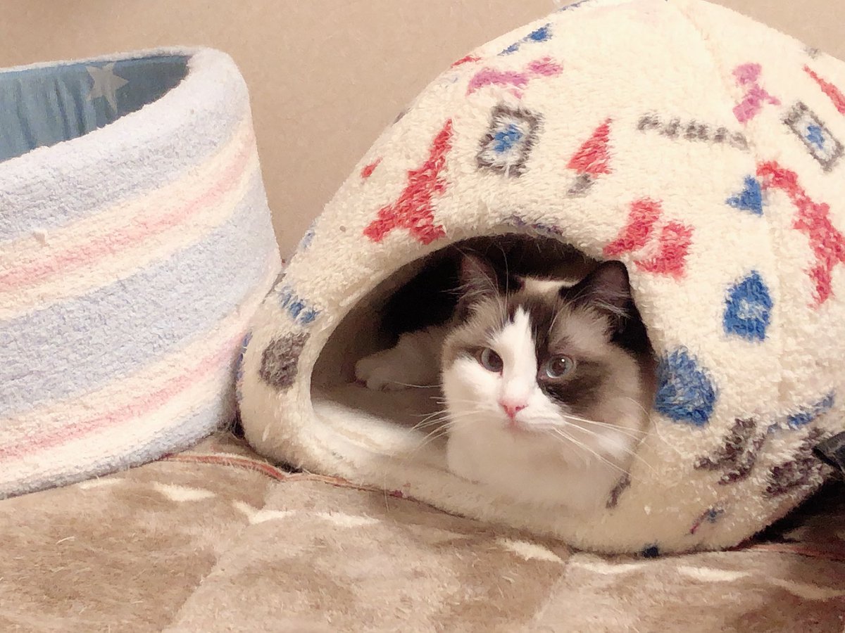 mk19970097's tweet photo. なんだにゃ〜

呼んだかにゃ〜？😺

#ラグドール
#猫好きさんと繋がりたい
#猫のいる暮らし https://t.co/vySmRwDZVr
