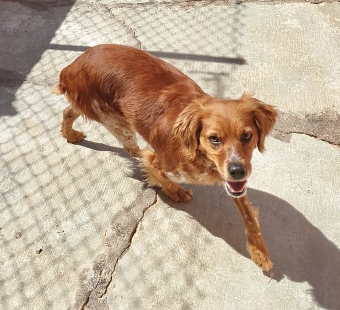 fundarcanoe's tweet photo. #jornadapuertasabiertas #fundacionelarcadenoe #moratadetajuña te esperamos hoy 12.00 #masterclass @origencanino y nuestros 🐾 #enadopcion y #apadrinaunasorejas 🐾💝nuestra fundacion es la vuestra!!!! #amigos #voluntarios #planazo de #domingo #vetnova #doxelsupplements #frontline https://t.co/EDT24AH4QG