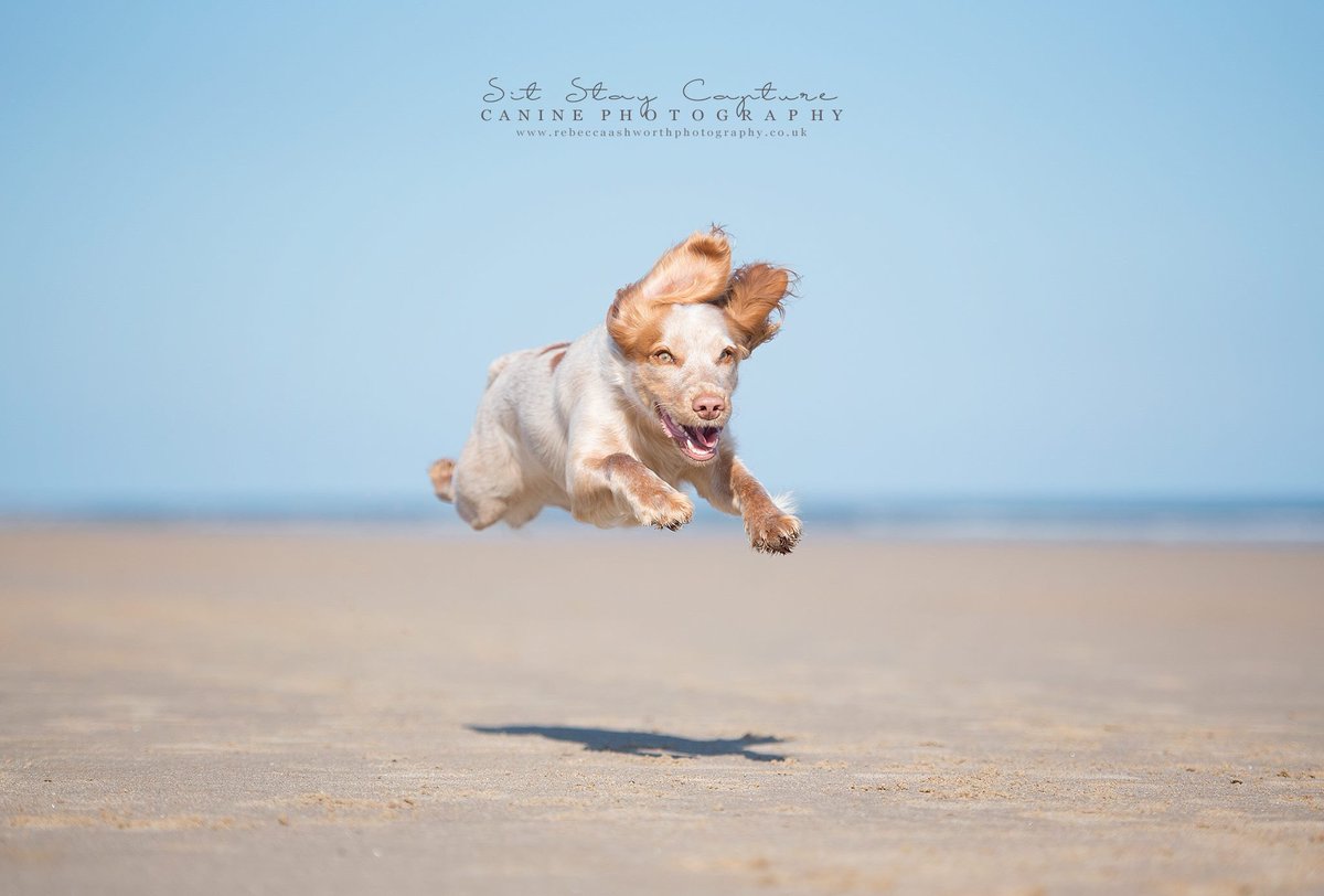 sitstaycapture's tweet photo. #northeastdogphotographer #northeastdogphotography https://t.co/CxJ8o32Cxc