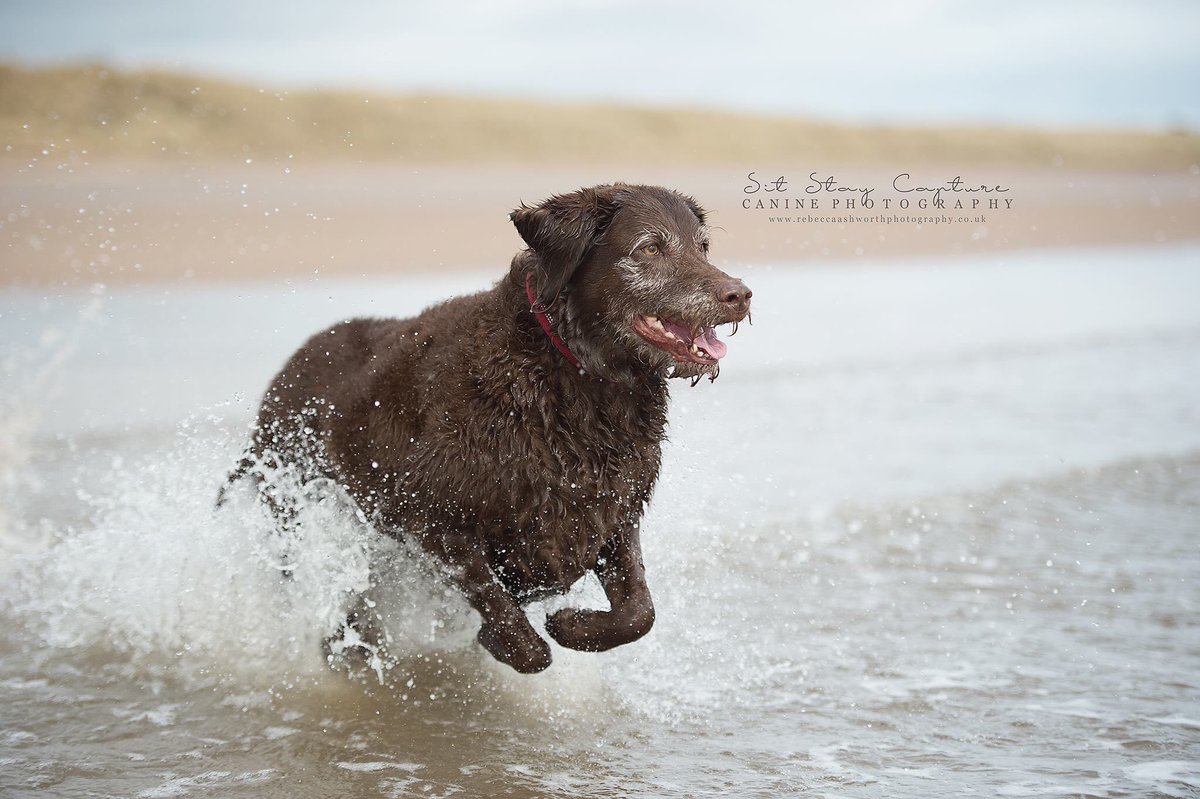 sitstaycapture's tweet photo. #northeastdogphotographer #northeastdogphotography https://t.co/CxJ8o32Cxc